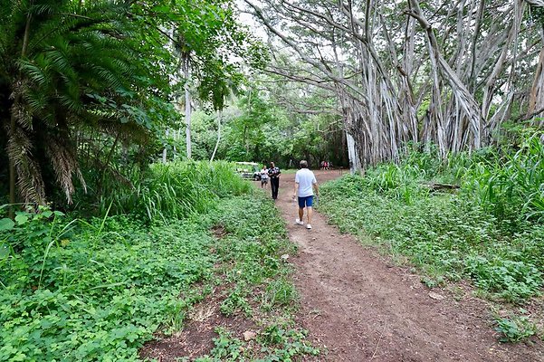 th Kawela Bay Banyan Tree   827