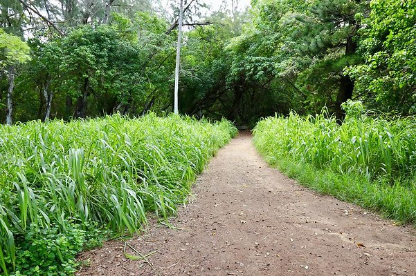 th Kawela Bay Banyan Tree   742