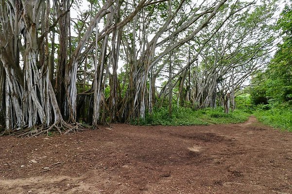 th Kawela Bay Banyan Tree   752