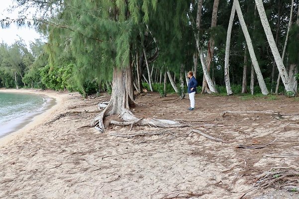 th Kawela Bay Banyan Tree   794