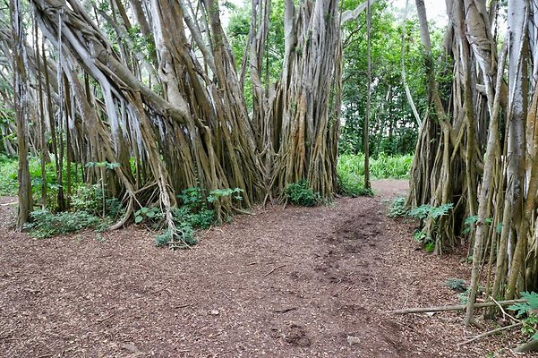 th Kawela Bay Banyan Tree   811