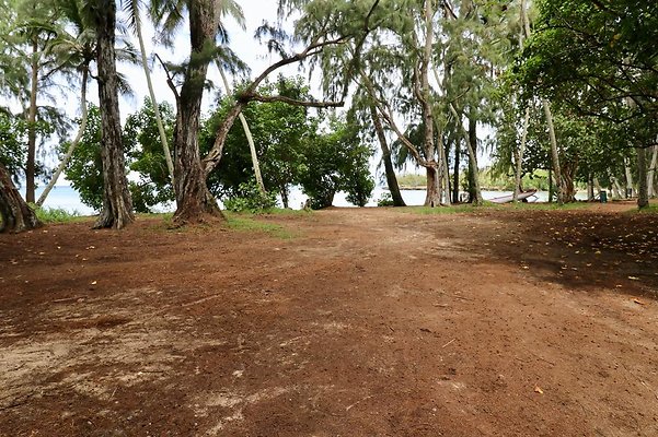 th Kawela Bay Banyan Tree   765