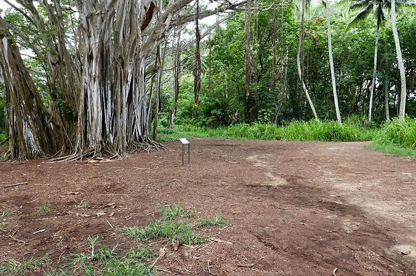 th Kawela Bay Banyan Tree   751