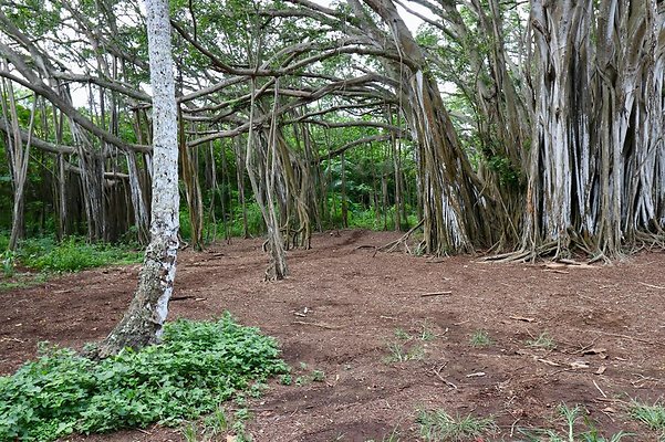 th Kawela Bay Banyan Tree   750