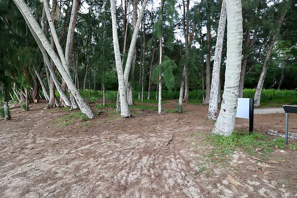 th Kawela Bay Banyan Tree   798