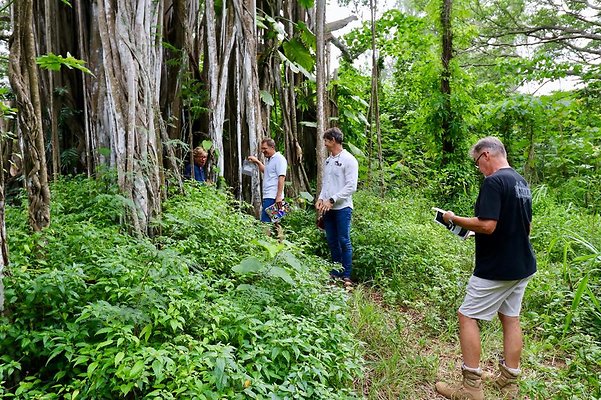 th Kawela Bay Banyan Tree   819