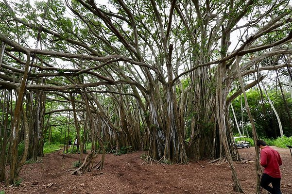 th Kawela Bay Banyan Tree   808