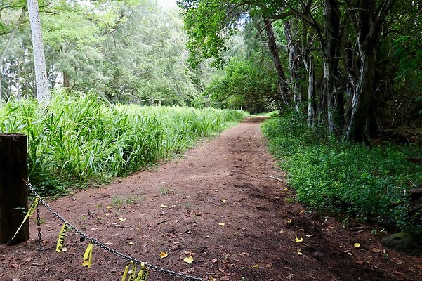 th Kawela Bay Banyan Tree   744