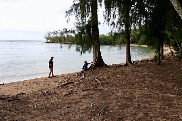 th Kawela Bay Banyan Tree   796