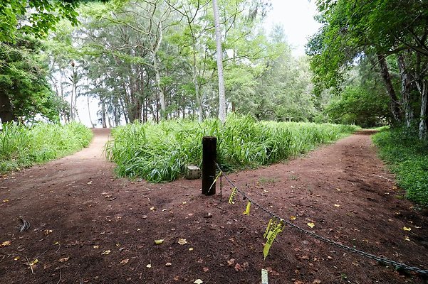 th Kawela Bay Banyan Tree   745