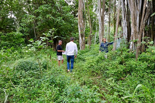 th Kawela Bay Banyan Tree   820
