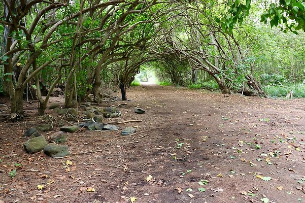 th Kawela Bay Banyan Tree   748