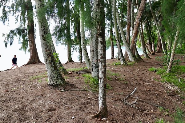 th Kawela Bay Banyan Tree   805