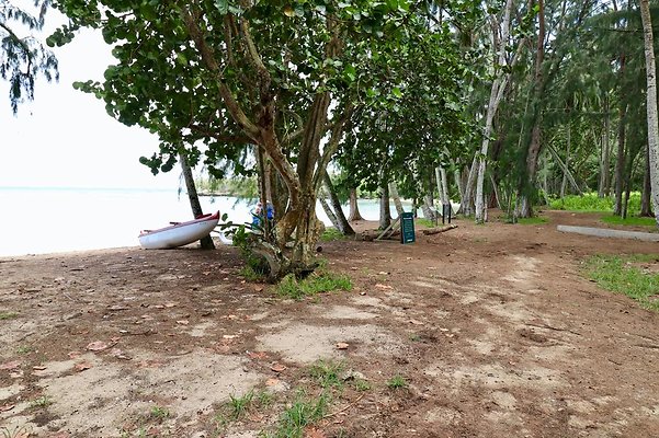 th Kawela Bay Banyan Tree   739