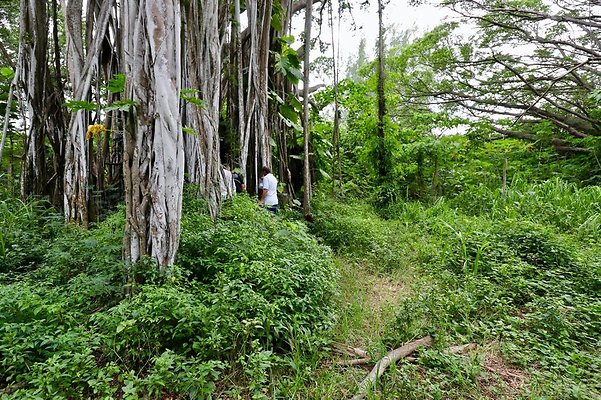th Kawela Bay Banyan Tree   817