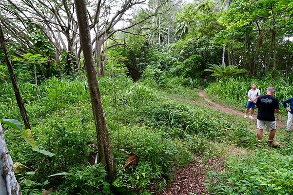 th Kawela Bay Banyan Tree   825