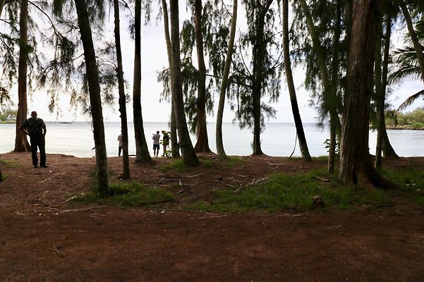 th Kawela Bay Banyan Tree   803