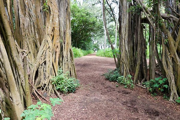 th Kawela Bay Banyan Tree   761