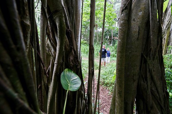 th Kawela Bay Banyan Tree   823