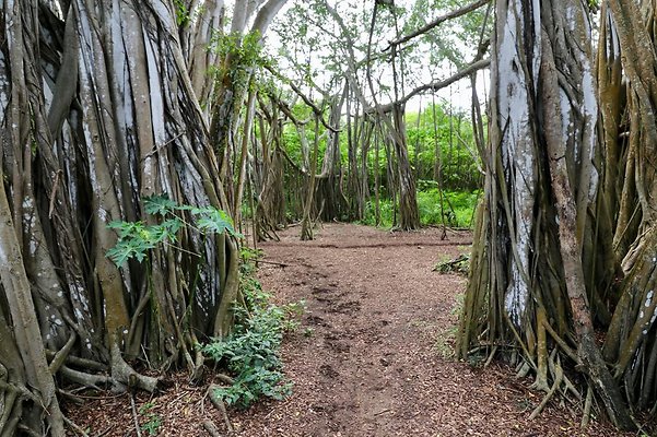 th Kawela Bay Banyan Tree   757