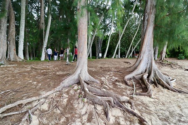 th Kawela Bay Banyan Tree   800