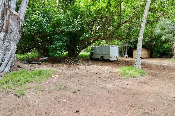 th Kawela Bay Banyan Tree   736