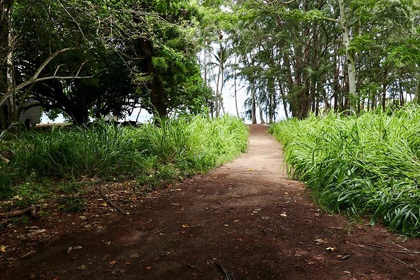 th Kawela Bay Banyan Tree   746
