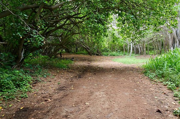 th Kawela Bay Banyan Tree   747