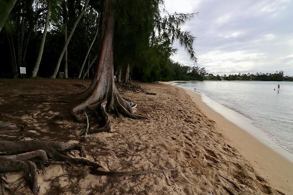 th Kawela Bay Banyan Tree   799