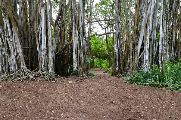 th Kawela Bay Banyan Tree   755