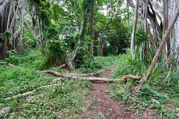 th Kawela Bay Banyan Tree   813