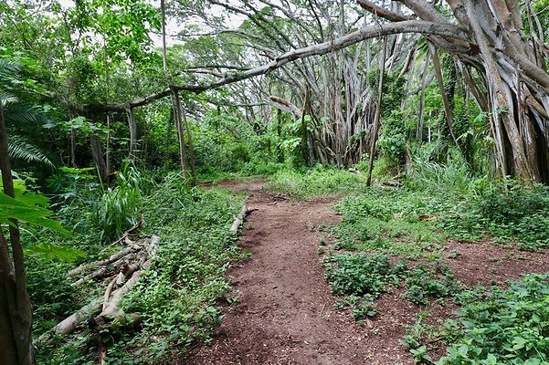 th Kawela Bay Banyan Tree   758