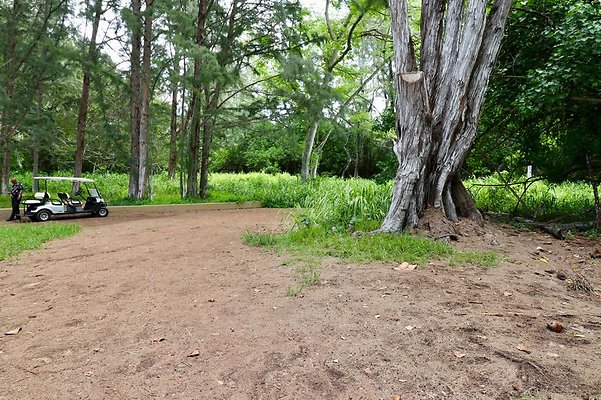 th Kawela Bay Banyan Tree   741