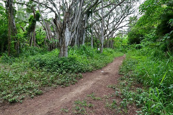 th Kawela Bay Banyan Tree   816