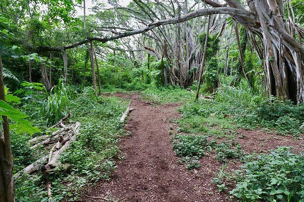 th Kawela Bay Banyan Tree   812