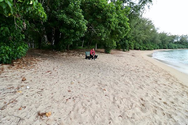 th Kawela Bay Banyan Tree   787