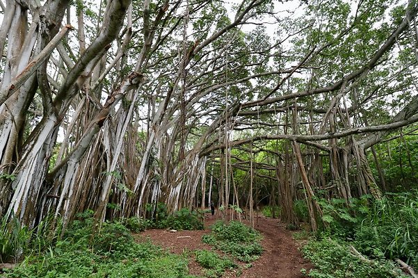 th Kawela Bay Banyan Tree   815