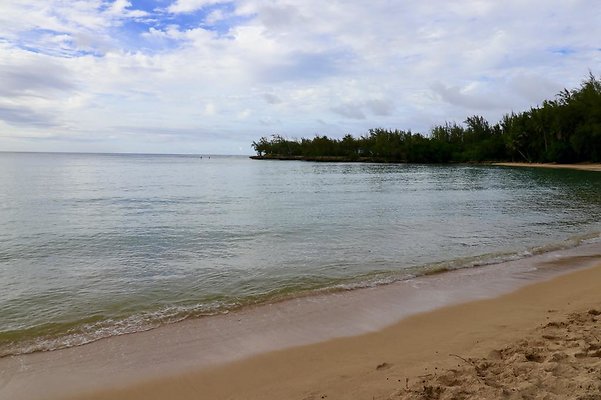 th Kawela Bay Banyan Tree   791