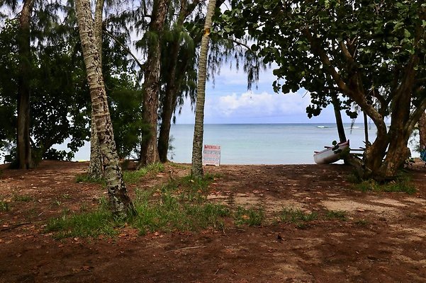 th Kawela Bay Banyan Tree   738