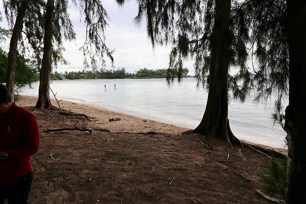 th Kawela Bay Banyan Tree   801