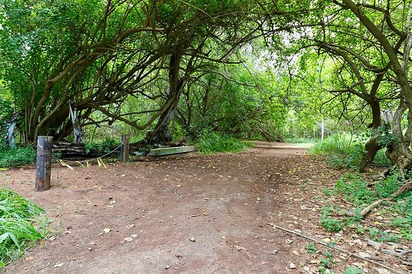 th Kawela Bay Banyan Tree   743