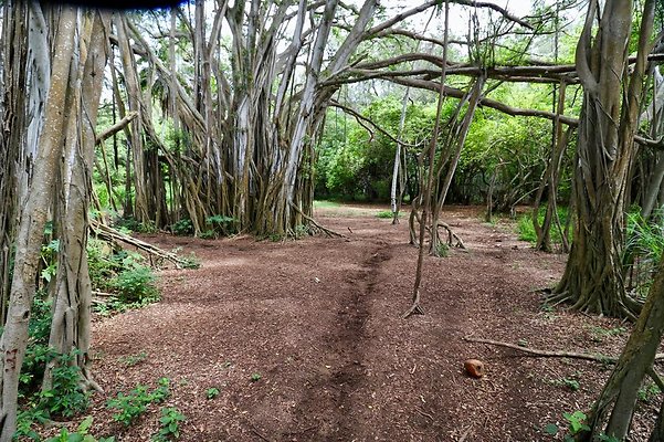 th Kawela Bay Banyan Tree   759