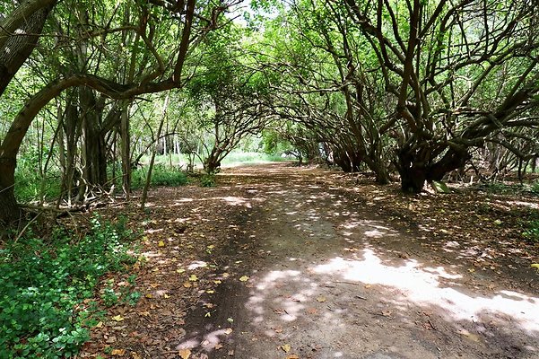 th Kawela Bay Banyan Tree   768