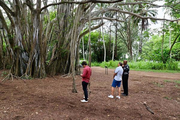 th Kawela Bay Banyan Tree   809