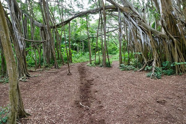 th Kawela Bay Banyan Tree   810
