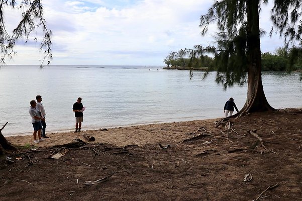th Kawela Bay Banyan Tree   795