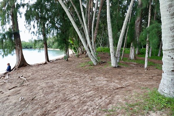 th Kawela Bay Banyan Tree   797