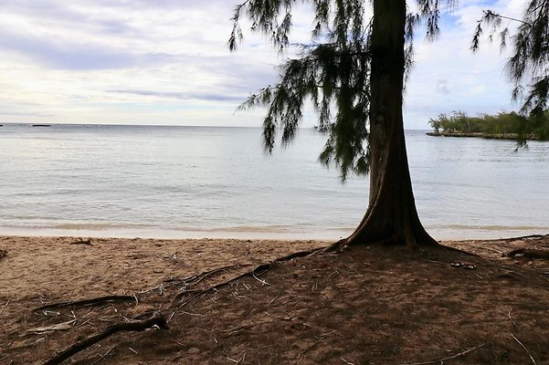 th Kawela Bay Banyan Tree   802