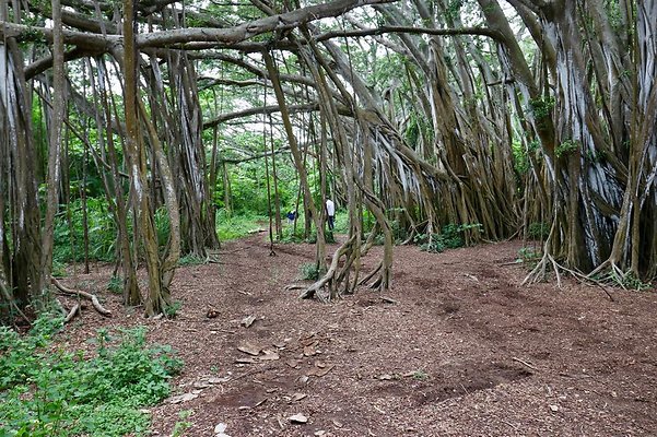 th Kawela Bay Banyan Tree   807