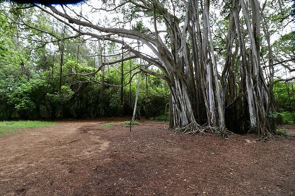 th Kawela Bay Banyan Tree   754